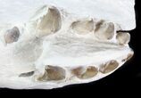 Juvenile Archaeotherium Jaws - Large Oligocene Predator #78130-4